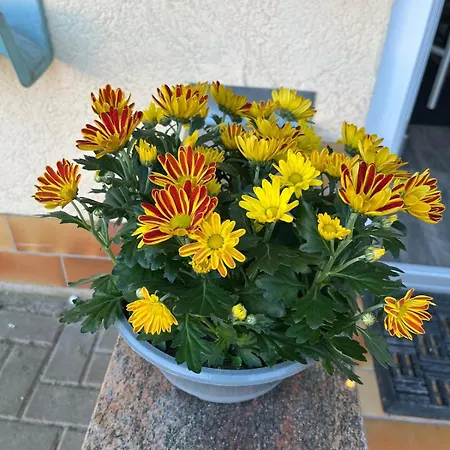 بيت للعطل Berg Birstein